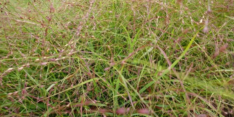 PANICUM virgatum 'Häms Herms' - Graminée, Panic