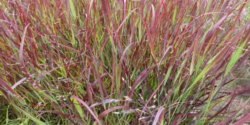 PANICUM virgatum 'Külsenmoor' - Graminée, Panic