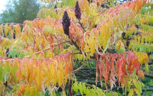RHUS typhina 'Laciniata' - Sumac de Virginie à feuilles Laciniées