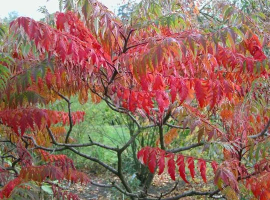 RHUS typhina 'Laciniata' - Sumac de Virginie à feuilles Laciniées