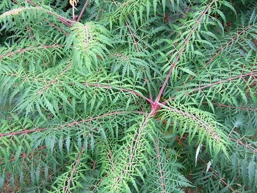 RHUS typhina 'Laciniata' - Sumac de Virginie à feuilles Laciniées