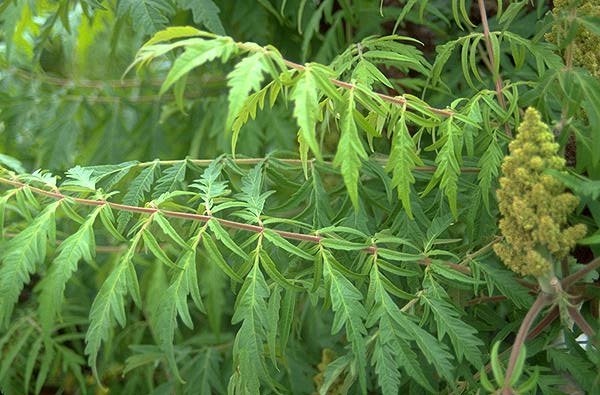 RHUS typhina 'Laciniata' - Sumac de Virginie à feuilles Laciniées