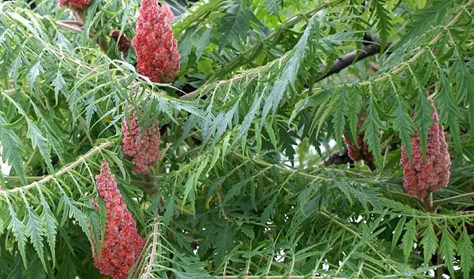 RHUS typhina 'Laciniata' - Sumac de Virginie à feuilles Laciniées