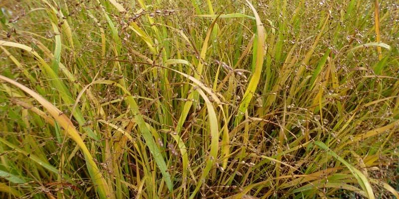 PANICUM virgatum 'Stäfa' - Graminée, Panic