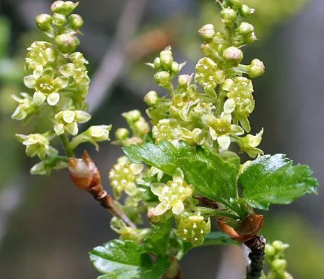 RIBES alpinum - Groseillier des Alpes