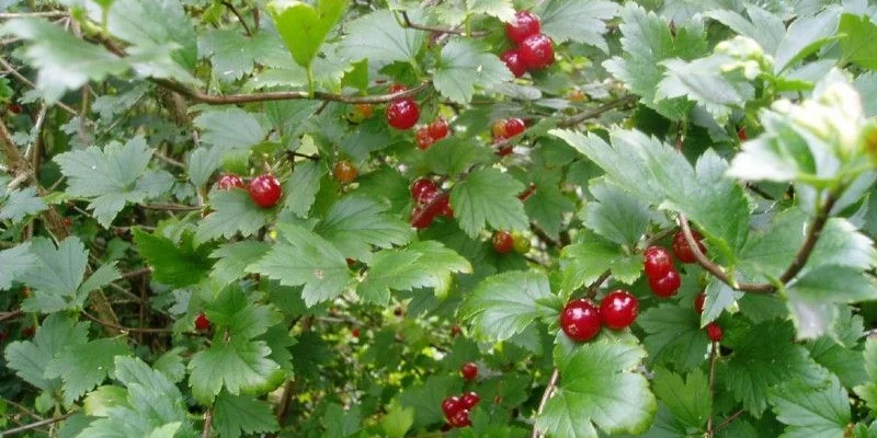 RIBES alpinum - Groseillier des Alpes