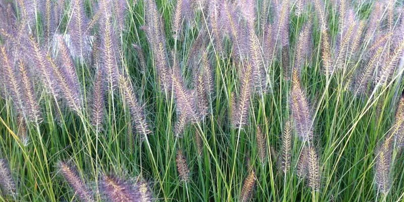 PENNISETUM alopecuroides 'Cassian' - Graminée, Herbe aux écouvillons