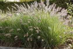 PENNISETUM alopecuroides 'Cassian' - Graminée, Herbe aux écouvillons