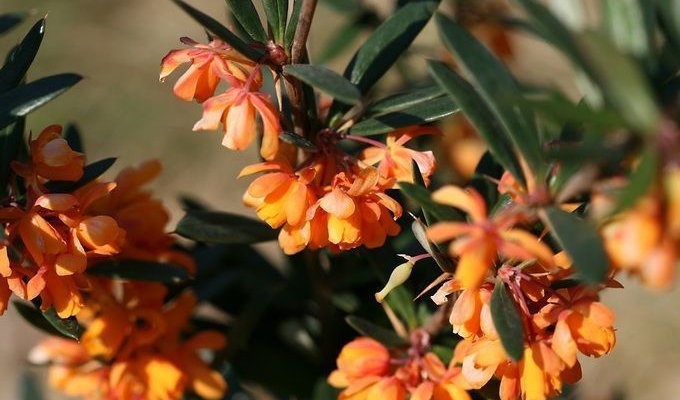 BERBERIS linearifolia 'Orange King' - Epine vinette