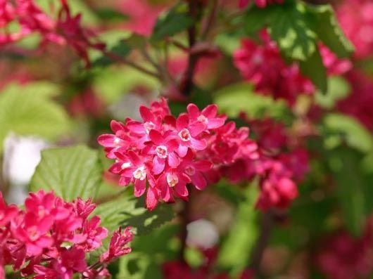 RIBES sanguineum 'King Edward VII' - Groseillier à fleurs rouge foncé 'King Edward VII'