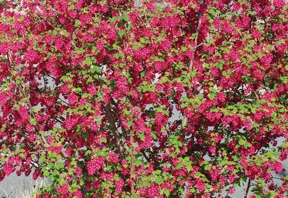 RIBES sanguineum 'King Edward VII' - Groseillier à fleurs rouge foncé 'King Edward VII'