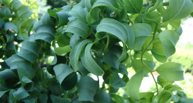 ROBINIA  pseudoacacia 'Twisty Baby'