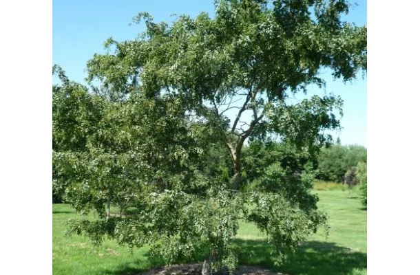 ROBINIA  pseudoacacia 'Twisty Baby'