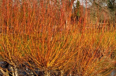 SALIX Alba 'Chermesina' - Saule argenté 'Chermesina'