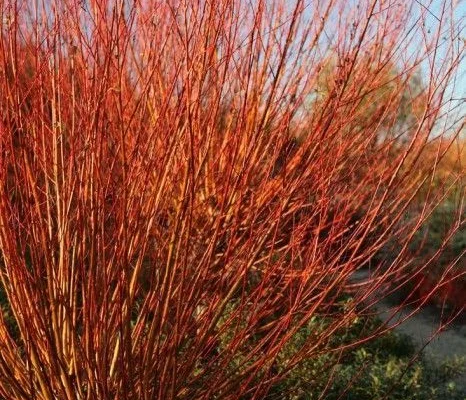 SALIX Alba 'Chermesina' - Saule argenté 'Chermesina'