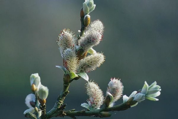 SALIX helvetica - Saule suisse