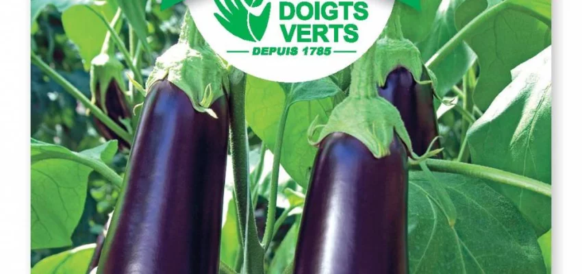 AUBERGINE Barbentane - FRAIS DE PORT OFFERT  Graines potagères