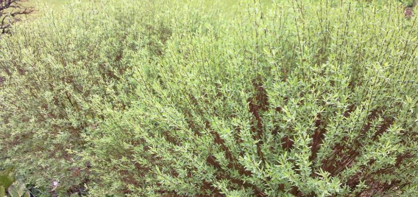 SALIX purpurea 'Nana' - Saule osier rouge nain