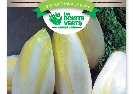 CHICOREE ENDIVE de Bruxelles - FRAIS DE PORT OFFERT Graines potagères