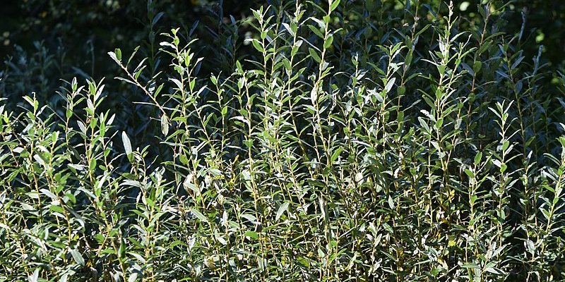 SALIX rosmarinifolia - Saule Romarin