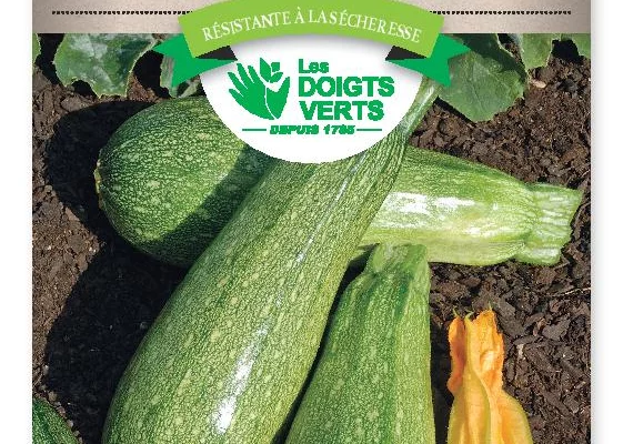 COURGETTE verte petite d'Alger - FRAIS DE PORT OFFERT Graines potagères