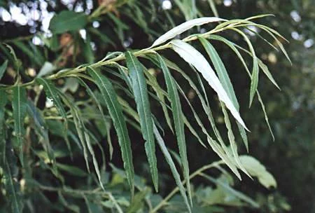 SALIX viminalis - Saule osier