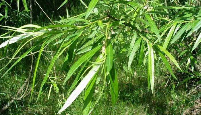 SALIX viminalis - Saule osier