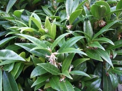 SARCOCOCCA hookeriana 'Humilis' - Arbsute nain à feuilles persistantes