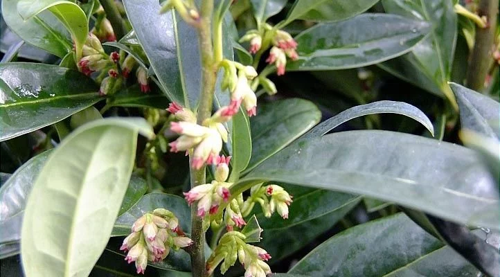 SARCOCOCCA hookeriana 'Humilis' - Arbsute nain à feuilles persistantes