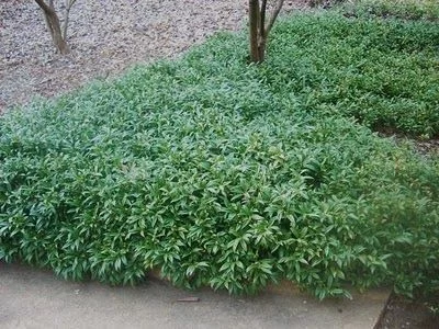 SARCOCOCCA hookeriana 'Humilis' - Arbsute nain à feuilles persistantes