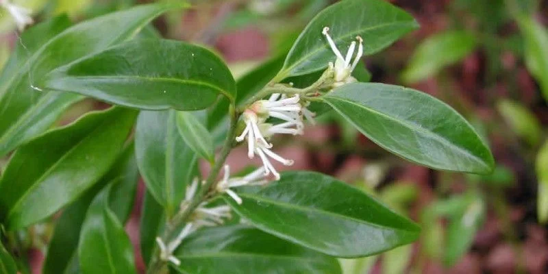 SARCOCOCCA hookeriana 'Humilis' - Arbsute nain à feuilles persistantes