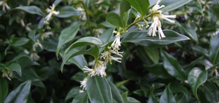 SARCOCOCCA hookeriana 'Humilis' - Arbsute nain à feuilles persistantes