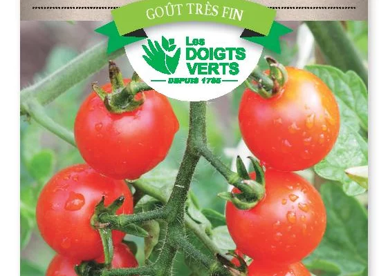 TOMATE Cerise - FRAIS DE PORT OFFERT Graines potagères