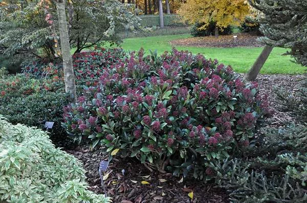 SKIMMIA japonica 'Rubella' - SKIMMIA japonais