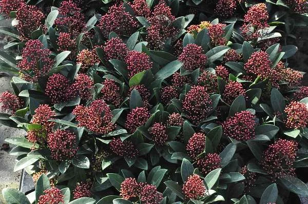 SKIMMIA japonica 'Rubella' - SKIMMIA japonais