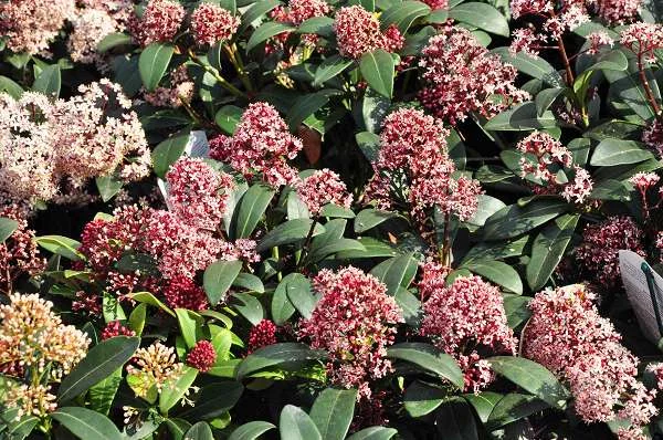 SKIMMIA japonica 'Rubella' - SKIMMIA japonais