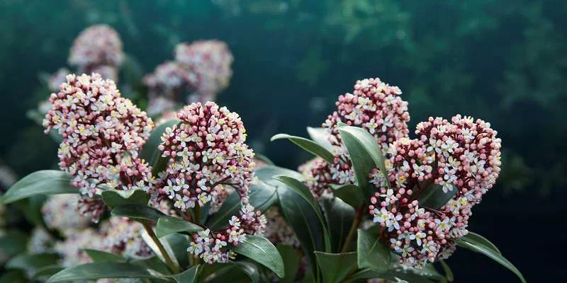 SKIMMIA japonica 'Rubella' - SKIMMIA japonais