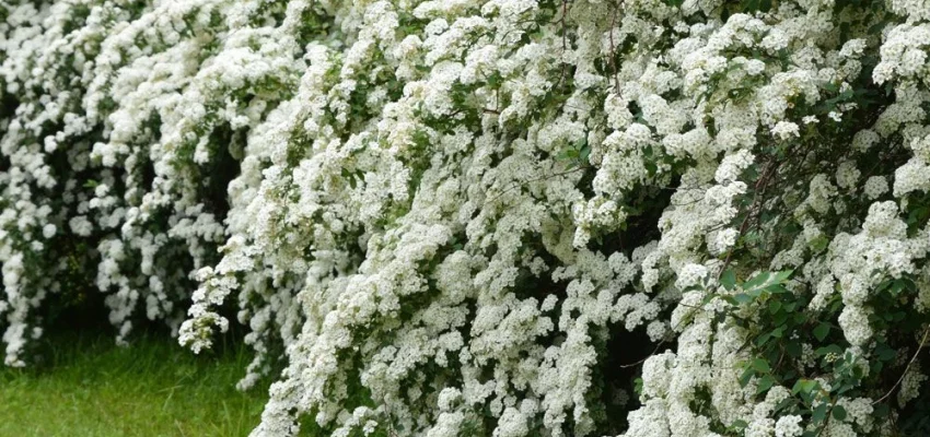 SPIRAEA arguta - Spirée blanche