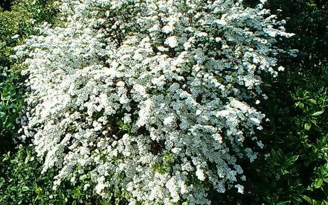 SPIRAEA arguta - Spirée blanche