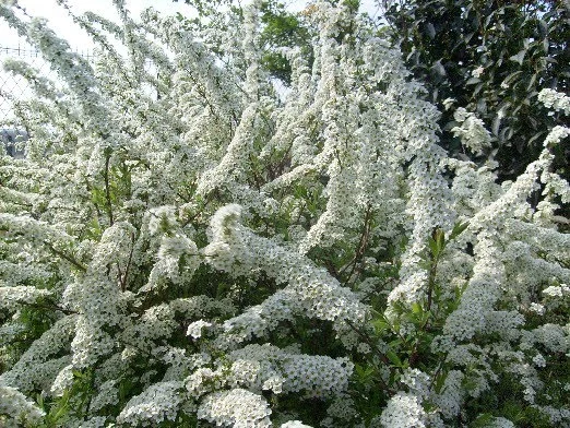 SPIRAEA arguta - Spirée blanche