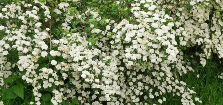 SPIRAEA arguta - Spirée blanche