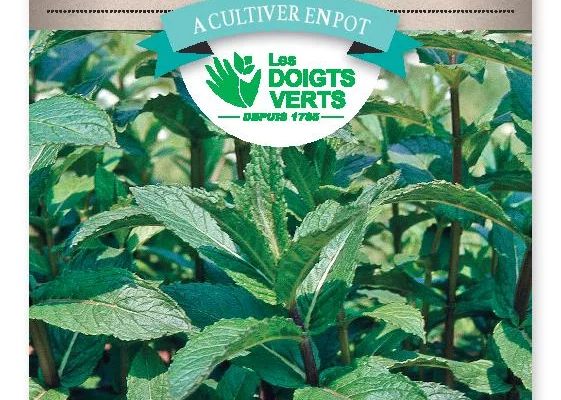 MENTHE Officinale - FRAIS DE PORT OFFERT Graines potagères