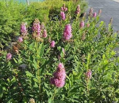 SPIRAEA billardii - Spirée d'été