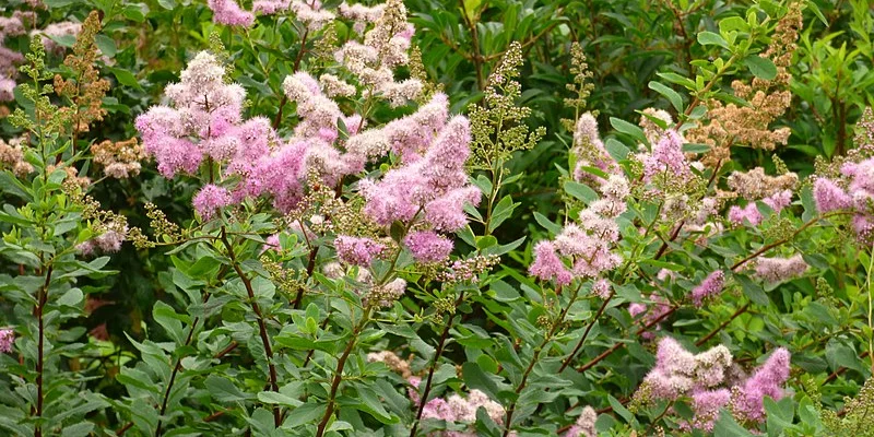 SPIRAEA billardii - Spirée d'été