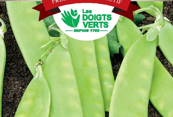 POIS MANGETOUT Bamby nain hâtif / 250g - Graines de Pois / 250 grammes