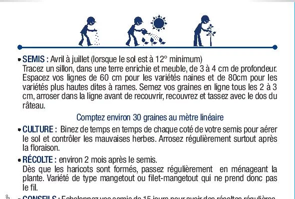 HARICOT NAIN Cupidon / 150 g - Graines de Haricots / 150 grammes