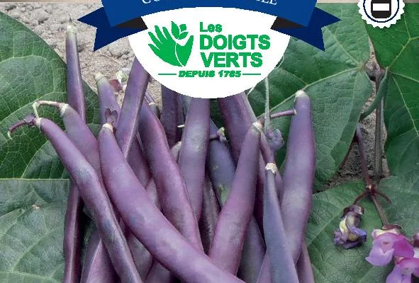 HARICOT RAMES à cosses violettes / 250 g - Graines de Haricots / 250 grammes