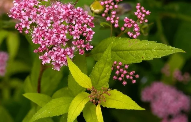 SPIRAEA japonica 'Goldflame' - Spirée japonaise dorée