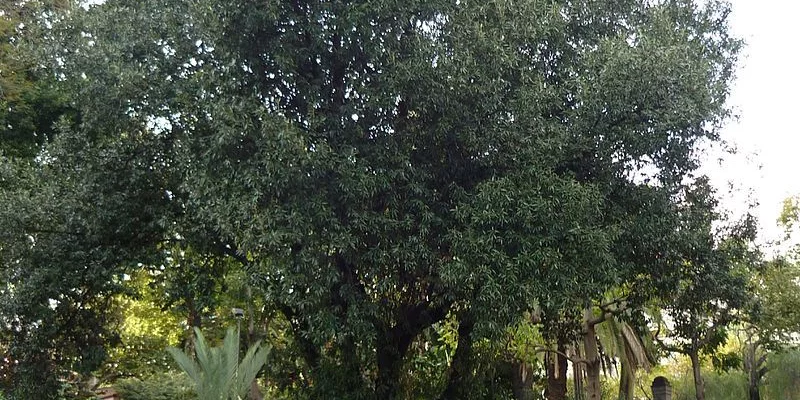 QUERCUS Ilex - Chène vert