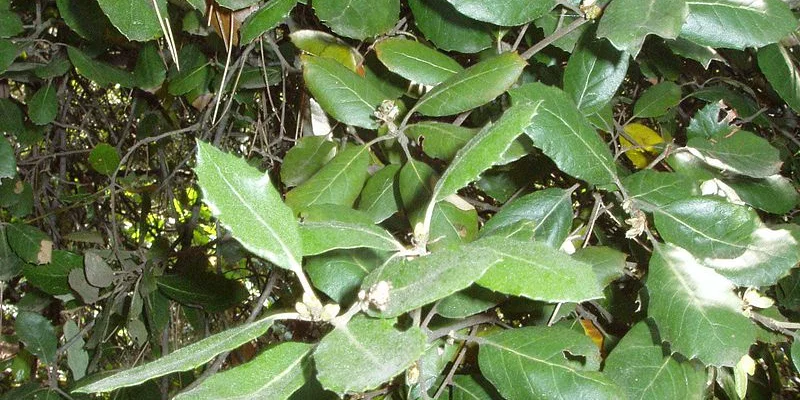 QUERCUS Ilex - Chène vert